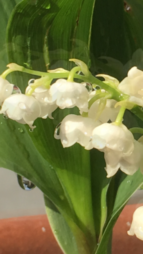 f:id:momjp:20180514172754p:plain f:id:momjp:20180514172754p:plain