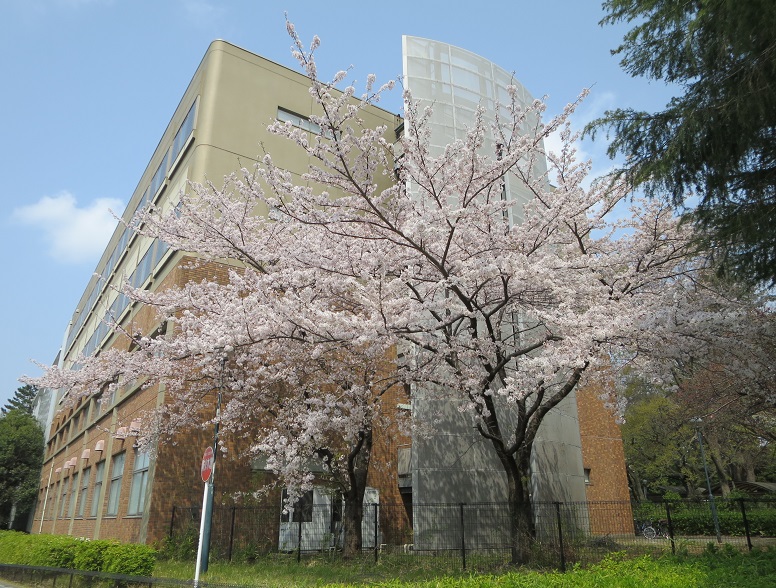 駒場東大駅前の桜