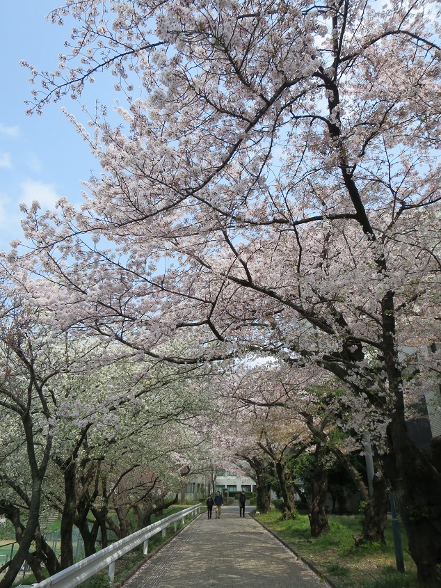 駒場テニスコートの桜