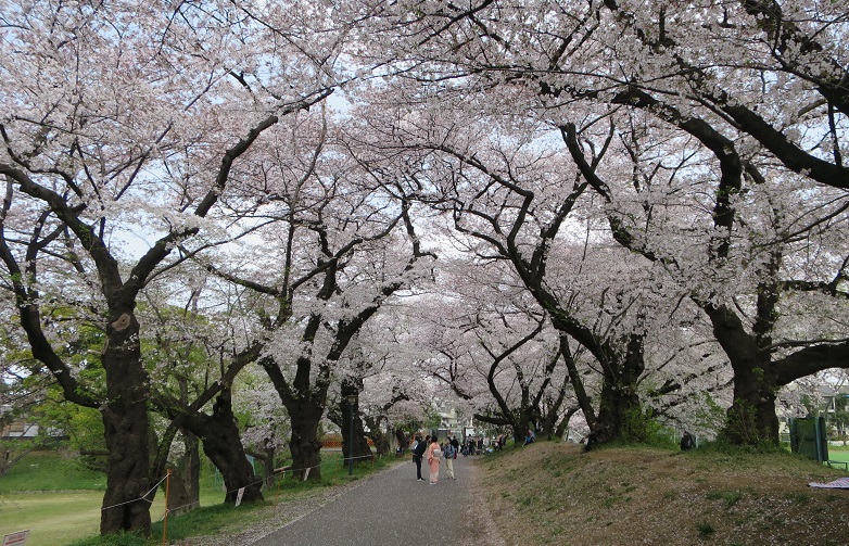 駒場野球場とラグビー場の桜並木