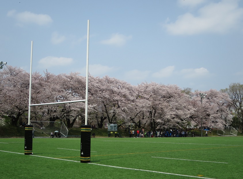 駒場ラグビー場の桜