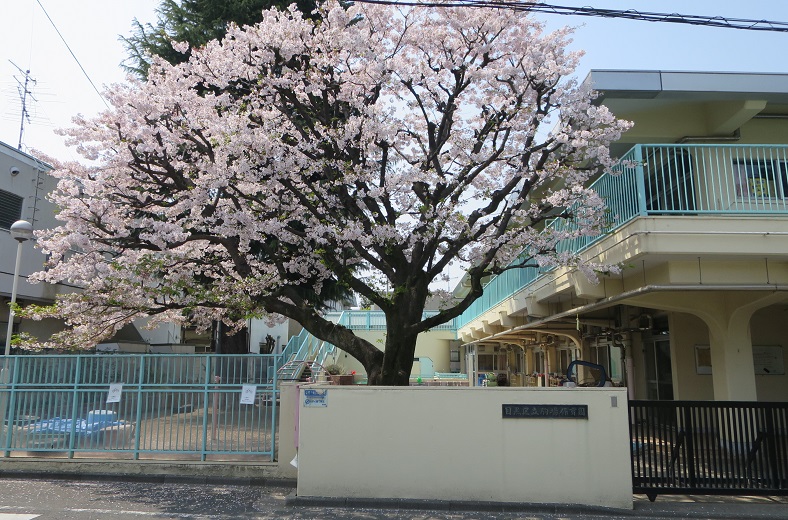 区立駒場保育園の桜