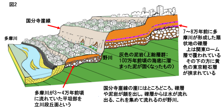 国分寺崖線断面／出典：首都圏地盤解析ネットワーク