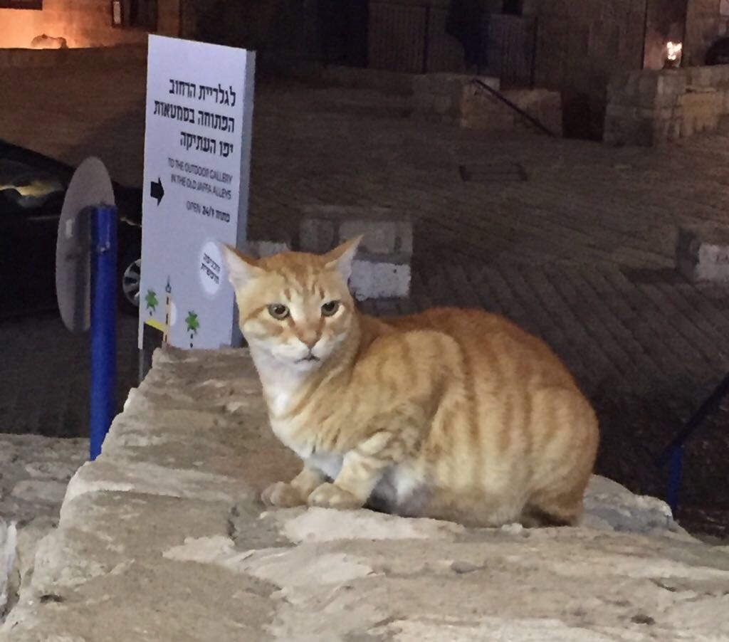 f:id:mommyR:20171108233634j:image