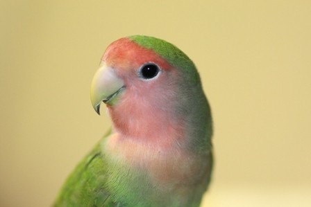 f:id:momo-chan-jf6:20090101190529j:image