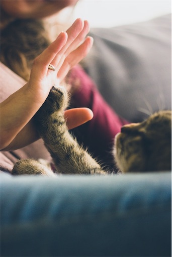 f:id:momo-comfort:20200229112110j:image