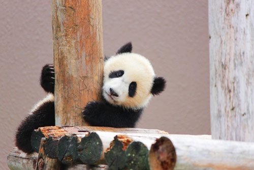 動物園のパンダ