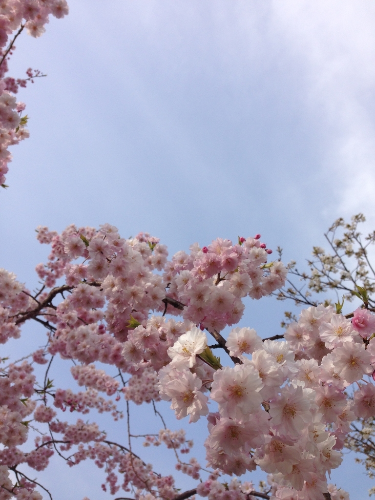 f:id:momo-me:20190211133047j:plain