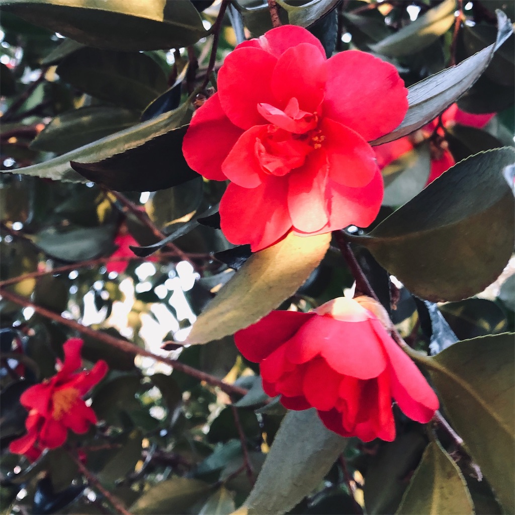 f:id:momo-me:20190302220408j:image