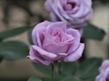 20110526105844