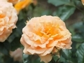 20110526110848