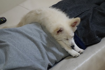 f:id:momo1105hana:20180902163256j:plain f:id:momo1105hana:20180902163256j:plain