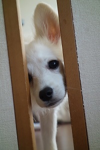 f:id:momo1105hana:20180906221106j:plain