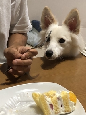 f:id:momo1105hana:20180917102205j:plain