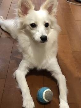 f:id:momo1105hana:20180929182031j:plain