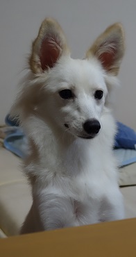 f:id:momo1105hana:20180930152148j:plain