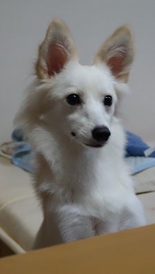 f:id:momo1105hana:20180930152222j:plain