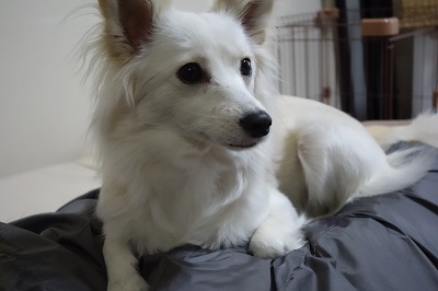 f:id:momo1105hana:20190210193058j:plain f:id:momo1105hana:20190210193058j:plain