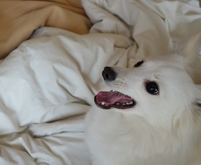 f:id:momo1105hana:20190213223037j:plain
