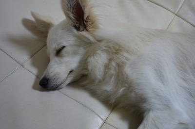 f:id:momo1105hana:20190310000919j:plain