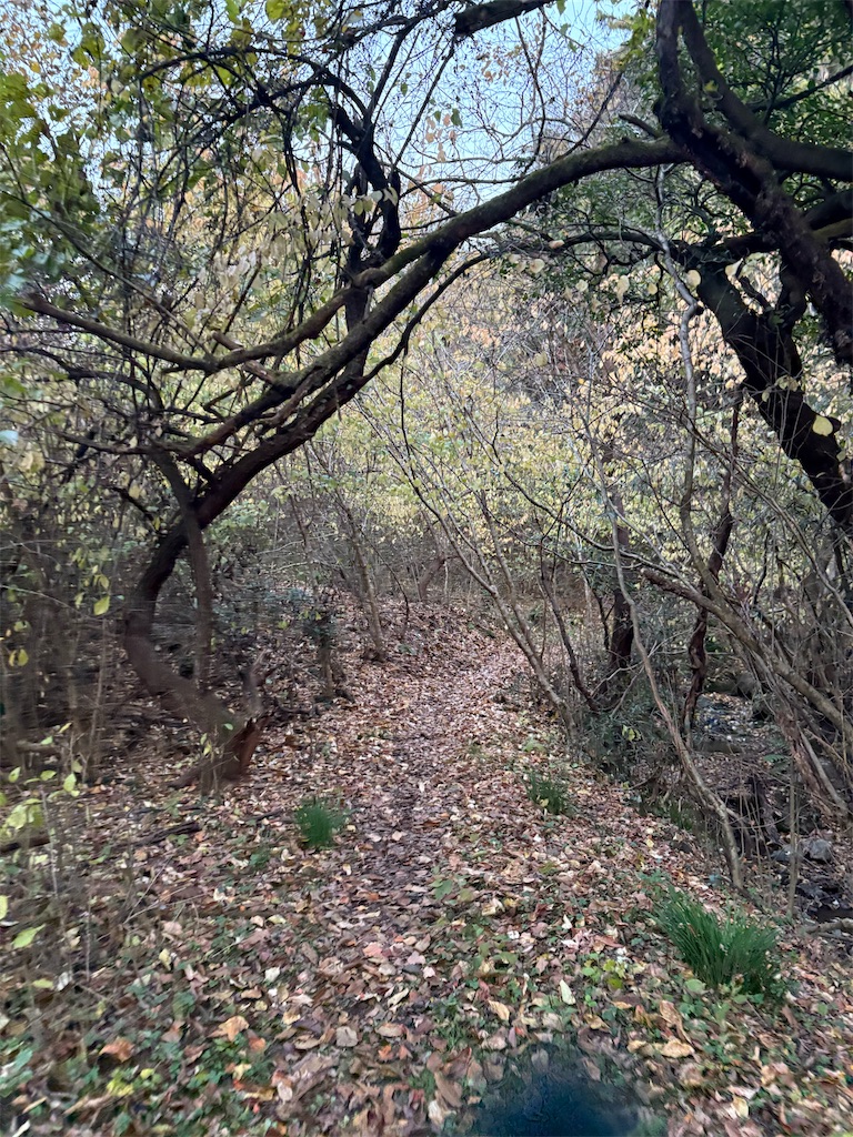 f:id:momo20150410:20251206164757j:image