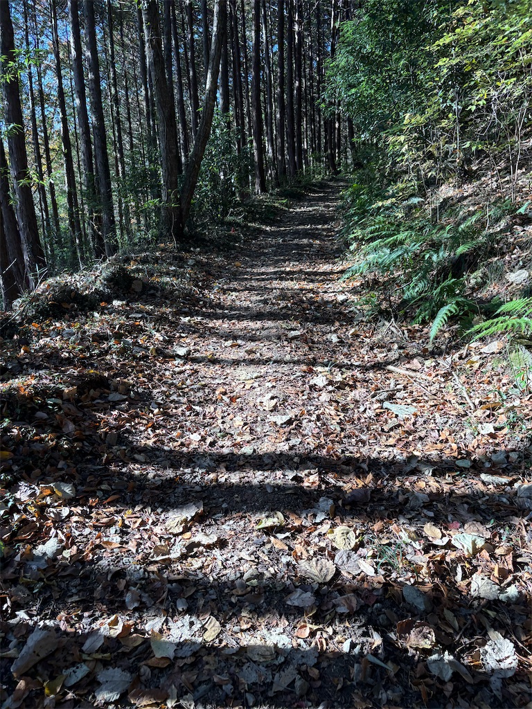 f:id:momo20150410:20251206164805j:image