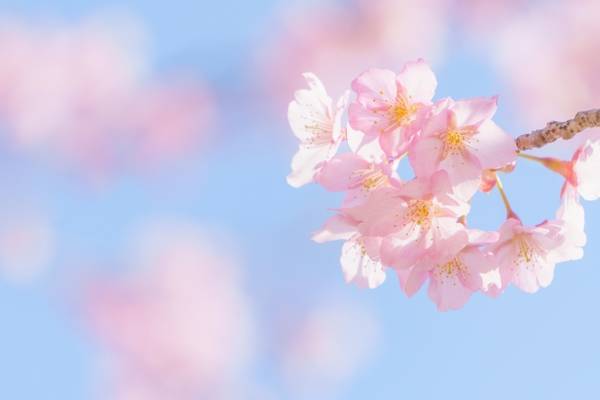 f:id:momoanko:20220410151518j:plain