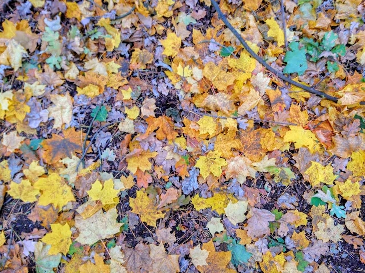 f:id:momobellblog:20211031143054j:plain