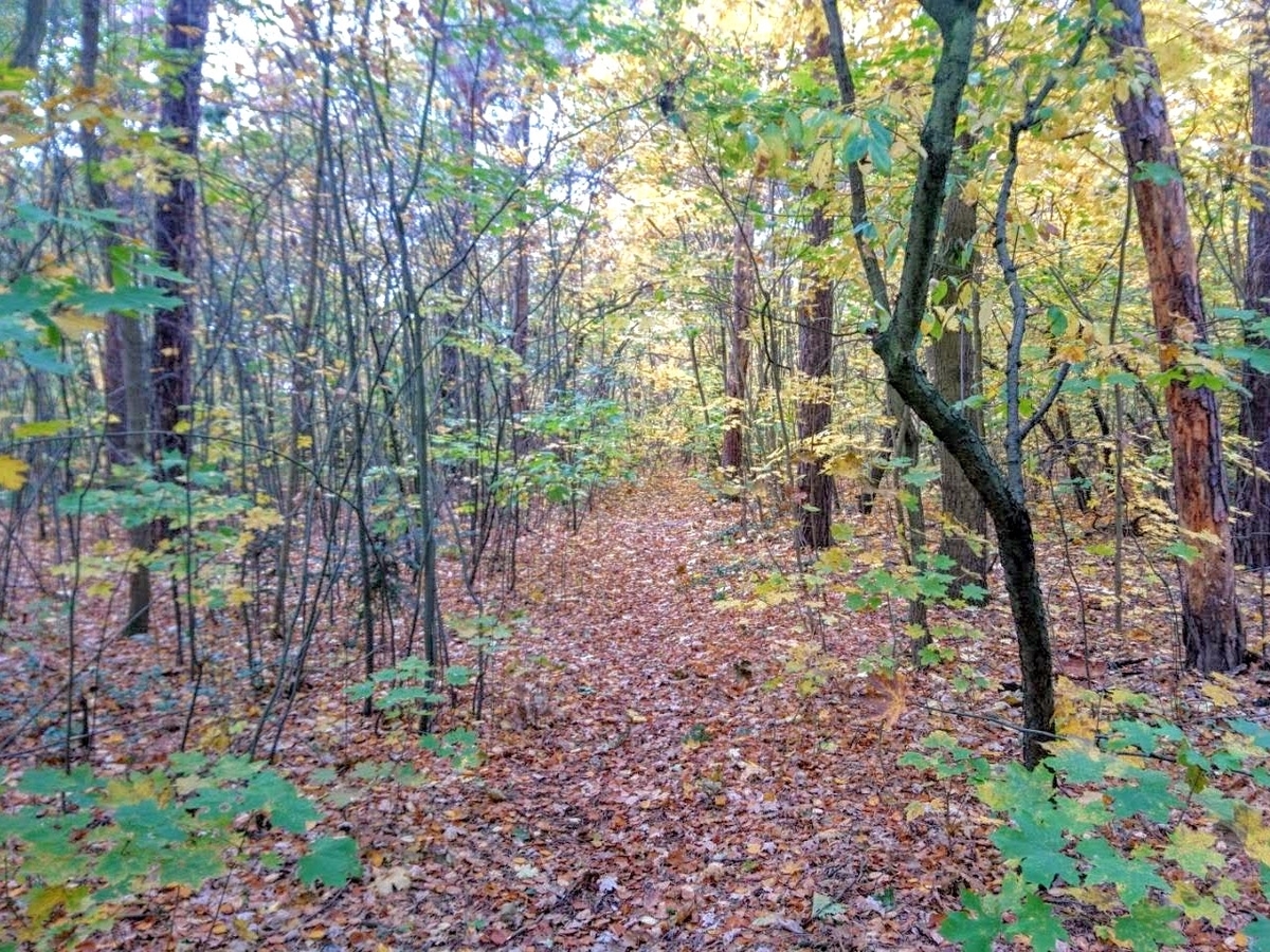 f:id:momobellblog:20211031143258j:plain