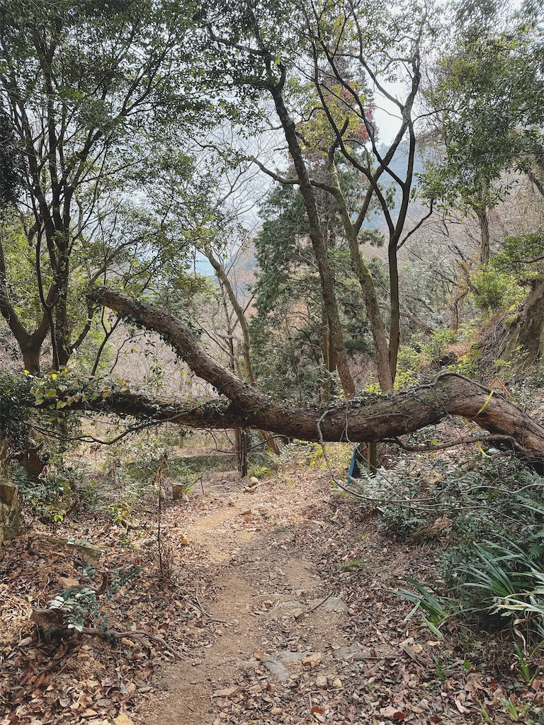 f:id:momochen:20240108132525j:image