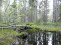 Nydalasjön, Umeå 2012.06.03.