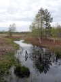 Nydalasjön, Umeå 2012.06.03.