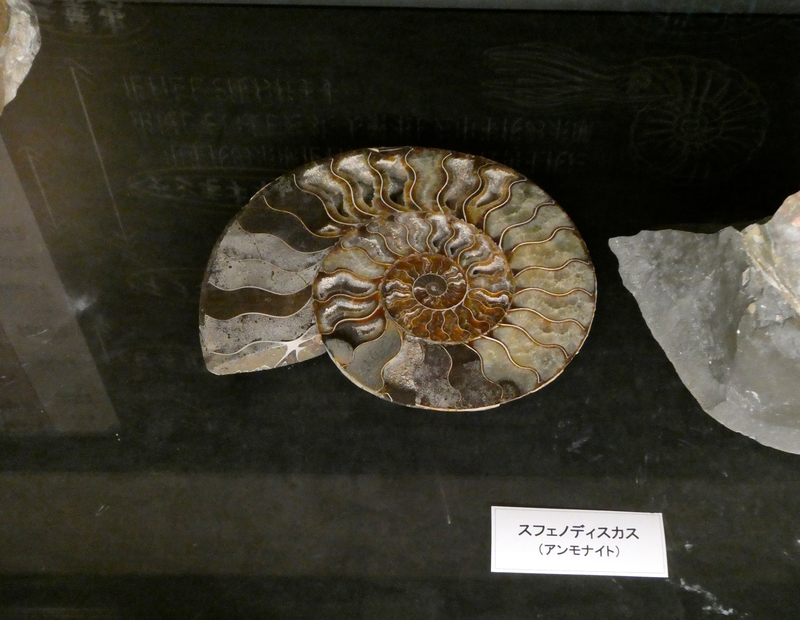 いわき市石炭・化石館 ほるる 2019.02.08