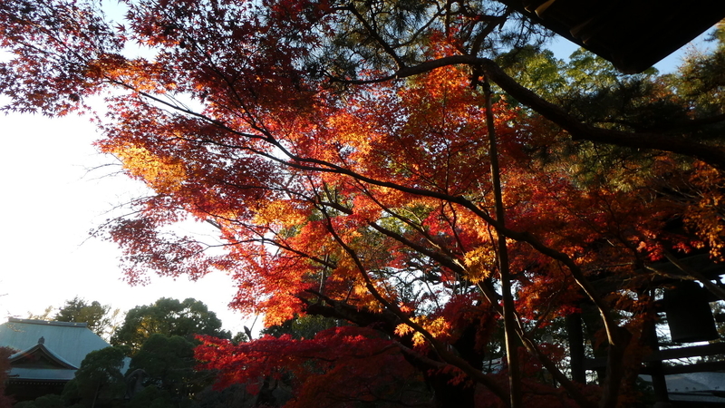  東漸寺 2019.12.03.