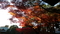  東漸寺 2019.12.03.
