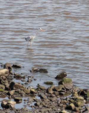 f:id:momodisson:20210624043119j:plain