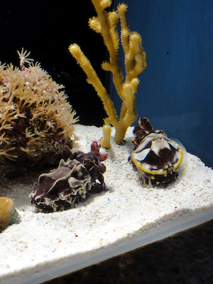 f:id:momodisson:20210624043135j:plain