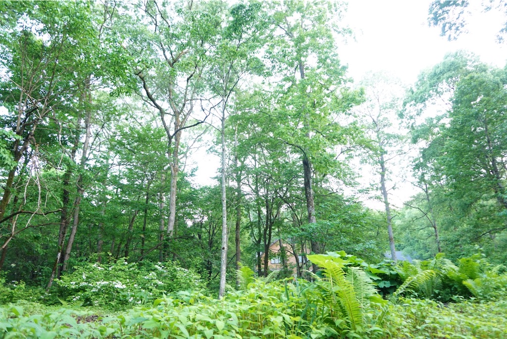 f:id:momoharu302c:20190605204617j:image f:id:momoharu302c:20190605204617j:image
