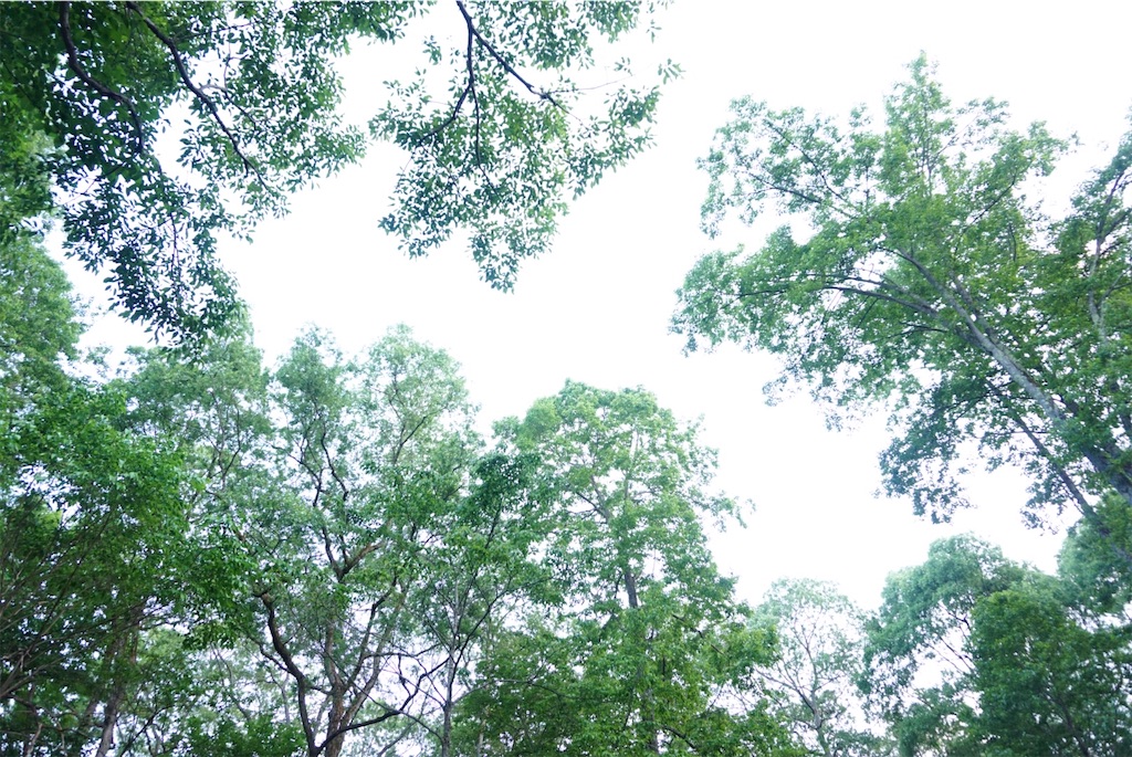 f:id:momoharu302c:20190605204829j:image f:id:momoharu302c:20190605204829j:image