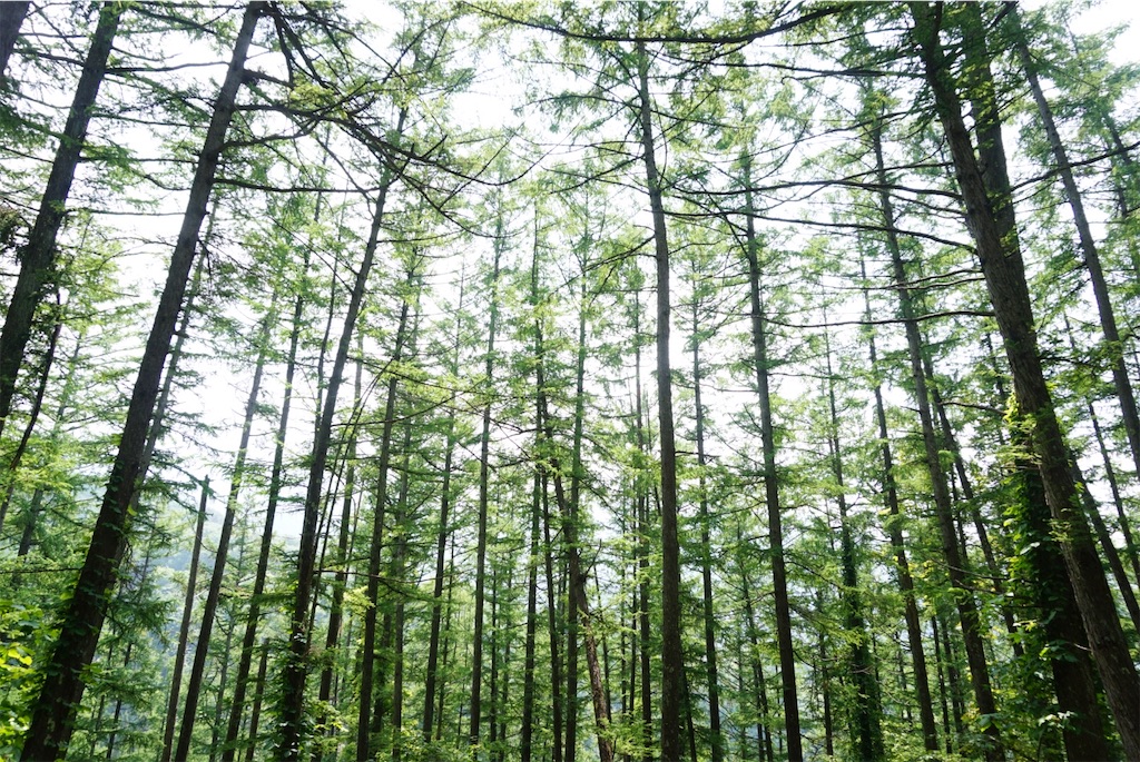 f:id:momoharu302c:20190801153527j:image f:id:momoharu302c:20190801153527j:image