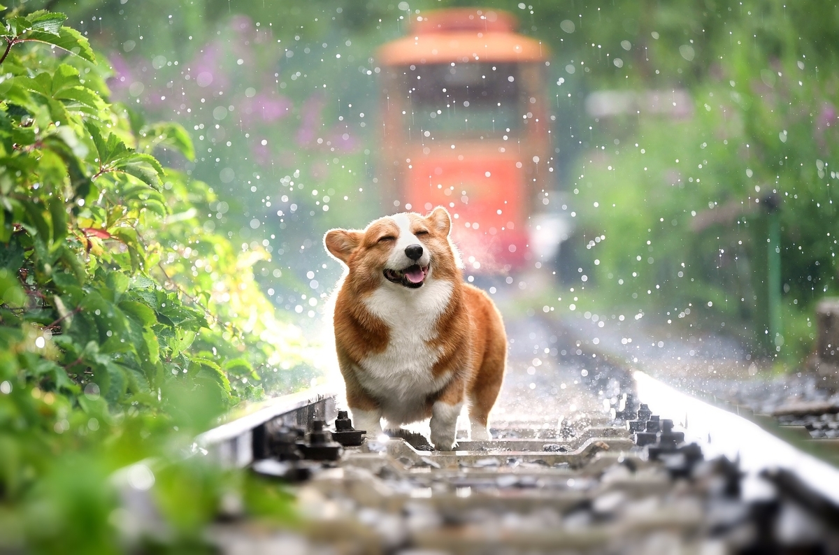雨