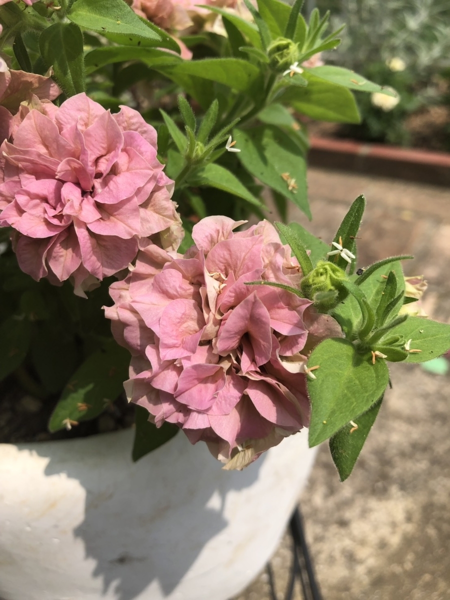f:id:momoji009:20190711215922j:plain f:id:momoji009:20190711215922j:plain