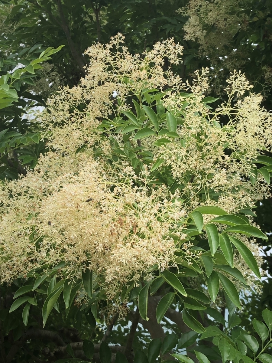 f:id:momoji009:20190712214613j:plain f:id:momoji009:20190712214613j:plain