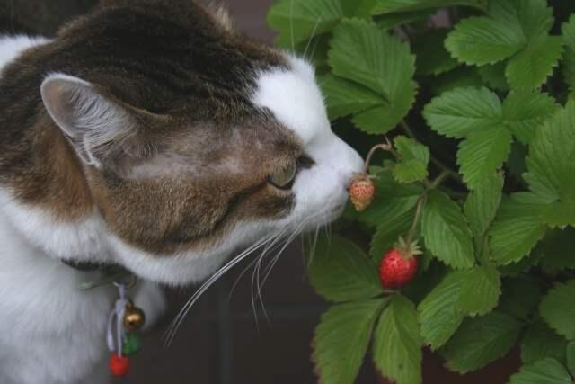 いちご狩り