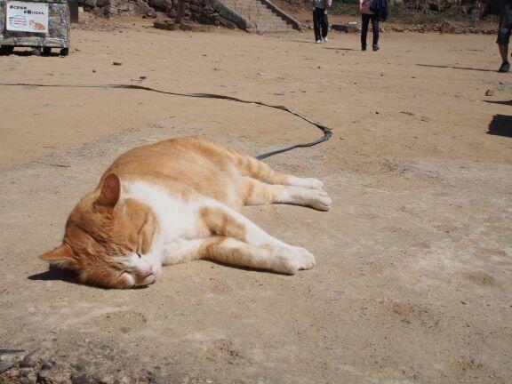 備中松山城　猫城主さんじゅーろー