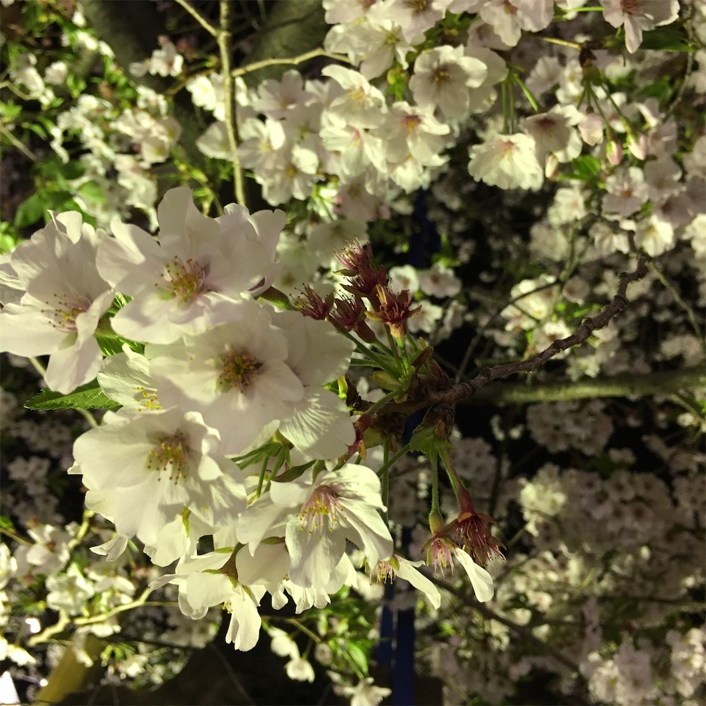 f:id:momoko-y7:20200430234902j:image f:id:momoko-y7:20200430234902j:image