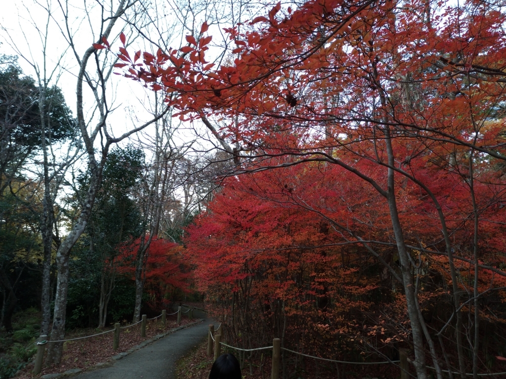 f:id:momokodokin:20171128021207j:plain f:id:momokodokin:20171128021207j:plain