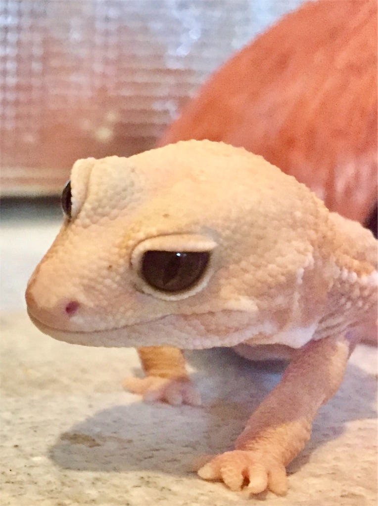 f:id:momomodoki:20170813133810j:image