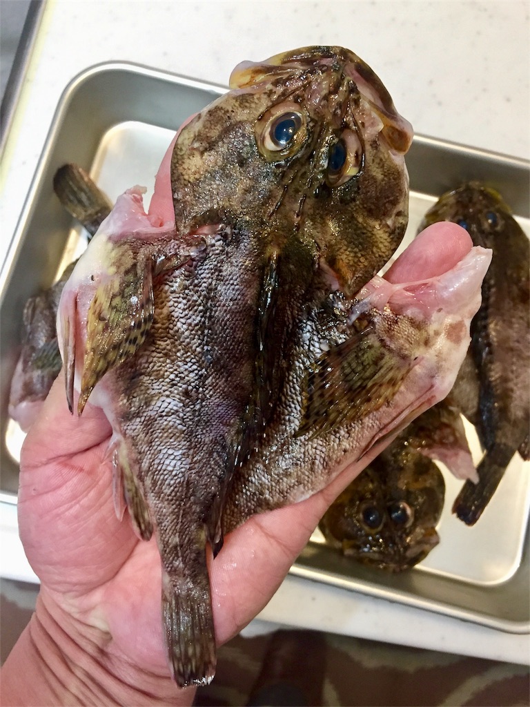 自家製干物 ガシラ編 の備忘録 デキる子もどきの自己満備忘録