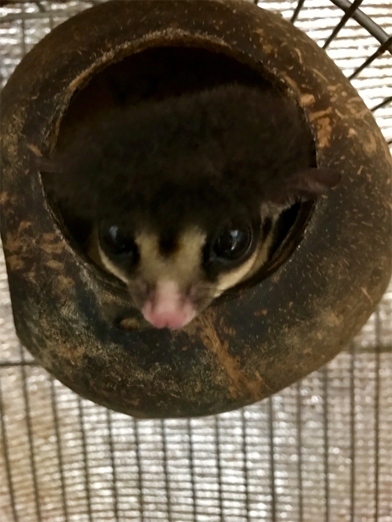 f:id:momomodoki:20170819230553j:image